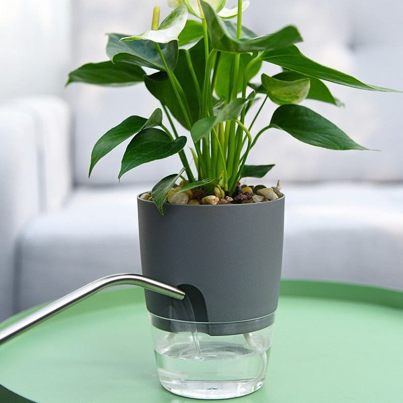 house plant pot